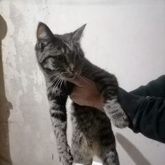 Картинка найдена кошка В городе Волгоград найдена киса. Волгоград