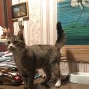 Подробнее об объявлении «Москва Найдена кошка» Фото: найдена кошка  «Москва Найдена кошка» в г. Москва
