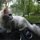 Подробнее об объявлении «Москва Найдена кошка белая девочка» Фото: найдена кошка  «Москва Найдена кошка белая девочка» в г. Москва