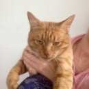 Подробнее об объявлении «Москва Найден кот рыжий кот, м. тимирязевская» Фото: найдена кошка  «Москва Найден кот рыжий кот, м. тимирязевская» в г. Москва