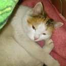 Подробнее об объявлении «Москва Найдена кошка трехцветная домашняя кошка на м.выхино» Фото: найдена кошка  «Москва Найдена кошка трехцветная домашняя кошка...» в г. Москва