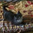 Подробнее об объявлении «Москва Найден кот. рязанский проспект.» Фото: найдена кошка  «Москва Найден кот. рязанский проспект.» в г. Москва