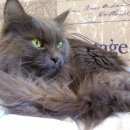 Подробнее об объявлении «Москва Найдена кошка люберецкие поля» Фото: найдена кошка  «Москва Найдена кошка люберецкие поля» в г. Москва