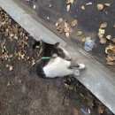 Подробнее об объявлении «Москва Найдена кошка» Фото: найдена кошка  «Москва Найдена кошка» в г. Москва