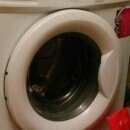 Подробнее об объявлении «Найдена кошка молодая кошечка фенотип тайской Щербинка» Фото: найдена кошка  «Найдена кошка молодая кошечка фенотип тайской...» в г. Щербинка