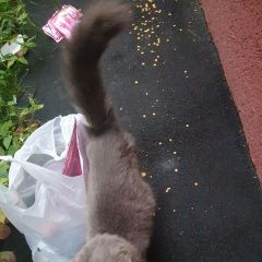 Подробнее об объявлении «Найдена кошка Москва» Фото: найдена кошка Скоттиш фолд (шотландская вислоухая) «Найдена кошка Москва» в г. Москва