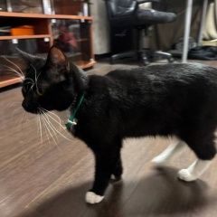 ����: ������� �����  ������� ��� �����-����� ��� � ������������ ������ � �. ������