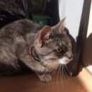 Подробнее об объявлении «Санкт-Петербург Найдена кошка» Фото: найдена кошка  «Санкт-Петербург Найдена кошка» в г. Санкт-Петербург