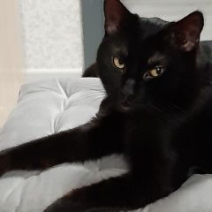 Подробнее об объявлении «Найден кот Гурьевск (Калининградская обл.)» Фото: найдена кошка  «Найден кот Гурьевск (Калининградская обл.)» в г. Гурьевск (Калининградская обл.)