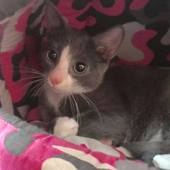 Подробнее об объявлении «Москва Найден котёнок, мальчик, серый с белым» Фото: найдена кошка  «Москва Найден котёнок, мальчик, серый с белым» в г. Москва