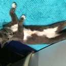 Подробнее об объявлении «Москва Найдена кошка серая» Фото: найдена кошка  «Москва Найдена кошка серая» в г. Москва