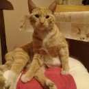 Подробнее об объявлении «Санкт-Петербург Найден кот. недавно кастрированный» Фото: найдена кошка  «Санкт-Петербург Найден кот. недавно кастрированный» в г. Санкт-Петербург