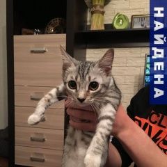Подробнее об объявлении «Калининград (Кенигсберг) Найдена кошка котик» Фото: найдена кошка  «Калининград (Кенигсберг) Найдена кошка котик» в г. Калининград (Кенигсберг)