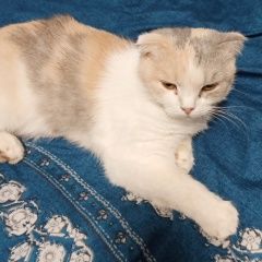 Подробнее об объявлении «Санкт-Петербург Найдена кошка на ольги форш 17 кошечка» Фото: найдена кошка  «Санкт-Петербург Найдена кошка на ольги форш 17...» в г. Санкт-Петербург