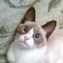 Подробнее об объявлении «Москва Найден кот 18.07 в лефортово» Фото: найдена кошка Сиамская «Москва Найден кот 18.07 в лефортово» в г. Москва