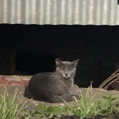 Подробнее об объявлении «Москва Найдена кошка или кот» Фото: найдена кошка  «Москва Найдена кошка или кот» в г. Москва