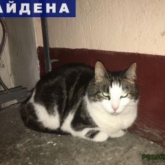 Подробнее об объявлении «Найдена кошка Санкт-Петербург» Фото: найдена кошка  «Найдена кошка Санкт-Петербург» в г. Санкт-Петербург