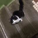 Подробнее об объявлении «Мытищи Найден кот приблудился кот» Фото: найдена кошка  «Мытищи Найден кот приблудился кот» в г. Мытищи