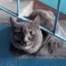 Подробнее об объявлении «Найдена кошка Нижний Новгород» Фото: найдена кошка  «Найдена кошка Нижний Новгород» в г. Нижний Новгород