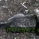 Подробнее об объявлении «Москва Найдена кошка гладкошерстная серо-черно-белого окраса» Фото: найдена кошка  «Москва Найдена кошка гладкошерстная...» в г. Москва