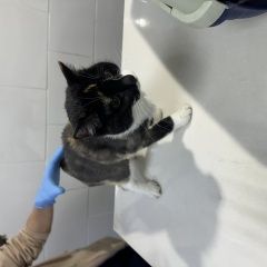 Подробнее об объявлении «Найдена кошка Долгопрудный» Фото: найдена кошка  «Найдена кошка Долгопрудный» в г. Долгопрудный