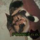 Подробнее об объявлении «Москва Найдена кошка» Фото: найдена кошка  «Москва Найдена кошка» в г. Москва