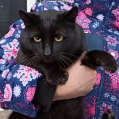 Подробнее об объявлении «Москва Найден кот» Фото: найдена кошка  «Москва Найден кот» в г. Москва