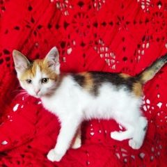 Подробнее об объявлении «Обнинск Найдена кошка» Фото: найдена кошка  «Обнинск Найдена кошка» в г. Обнинск