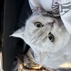 ����: ������� ����� �������� ������� ������� ����� � �. ������