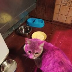 Подробнее об объявлении «Химки Найдена кошка» Фото: найдена кошка  «Химки Найдена кошка» в г. Химки