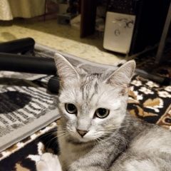Подробнее об объявлении «Найдена кошка светло-серая Волгоград» Фото: найдена кошка  «Найдена кошка светло-серая Волгоград» в г. Волгоград