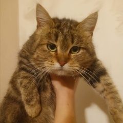 Подробнее об объявлении «Санкт-Петербург Найдена кошка с рисунком. нежная. ручная. лоток знает.» Фото: найдена кошка  «Санкт-Петербург Найдена кошка с рисунком....» в г. Санкт-Петербург
