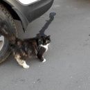 Подробнее об объявлении «Москва Найдена кошка» Фото: найдена кошка  «Москва Найдена кошка» в г. Москва