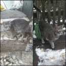 Подробнее об объявлении «Найдена кошка Балашиха» Фото: найдена кошка  «Найдена кошка Балашиха» в г. Балашиха