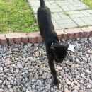 Подробнее об объявлении «Москва Найдена кошка, хабаровская 15» Фото: найдена кошка  «Москва Найдена кошка, хабаровская 15» в г. Москва