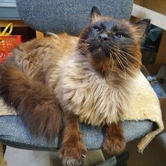 Подробнее об объявлении «Новосибирск Найдена кошка советский район (нижняя ельцовка)» Фото: найдена кошка Невская маскарадная «Новосибирск Найдена кошка советский район...» в г. Новосибирск