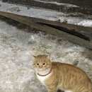 Подробнее об объявлении «Найден кот рыжий кот Лыткарино» Фото: найдена кошка  «Найден кот рыжий кот Лыткарино» в г. Лыткарино