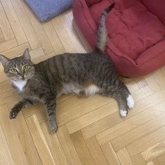 Подробнее об объявлении «Москва Найдена кошка» Фото: найдена кошка  «Москва Найдена кошка» в г. Москва