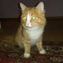 Подробнее об объявлении «Новосибирск Найден кот» Фото: найдена кошка  «Новосибирск Найден кот» в г. Новосибирск