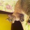 Подробнее об объявлении «Химки Найден кот. возраст примерно 1, 5 года» Фото: найдена кошка Оцикет «Химки Найден кот. возраст примерно 1, 5 года» в г. Химки