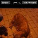 Подробнее об объявлении «Найдена собака кобель Одинцово» Фото: найдена собака  «Найдена собака кобель Одинцово» в г. Одинцово
