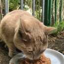 Подробнее об объявлении «Москва Найден кот персиковый метис британца» Фото: найдена кошка Британская короткошерстная «Москва Найден кот персиковый метис британца» в г. Москва