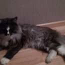 Подробнее об объявлении «Лобня Найдена кошка или кот, пушистая» Фото: найдена кошка  «Лобня Найдена кошка или кот, пушистая» в г. Лобня