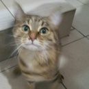 Подробнее об объявлении «Москва Найдена кошка 18 октября на домодедовской ул» Фото: найдена кошка  «Москва Найдена кошка 18 октября на...» в г. Москва