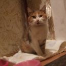 Подробнее об объявлении «Найдена кошка вчера в районе корпуса 2028. Зеленоград» Фото: найдена кошка  «Найдена кошка вчера в районе корпуса 2028....» в г. Зеленоград