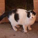 Подробнее об объявлении «Москва Найдена кошка» Фото: найдена кошка  «Москва Найдена кошка» в г. Москва