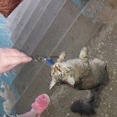 Подробнее об объявлении «Найдена кошка ( кот) в шлейке Пермь» Фото: найдена кошка  «Найдена кошка ( кот) в шлейке Пермь» в г. Пермь