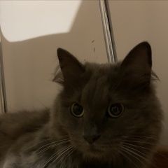 Подробнее об объявлении «Краснодар Найдена кошка» Фото: найдена кошка  «Краснодар Найдена кошка» в г. Краснодар