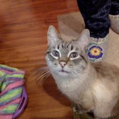 Подробнее об объявлении «Найден кот Соликамск» Фото: найдена кошка  «Найден кот Соликамск» в г. Соликамск