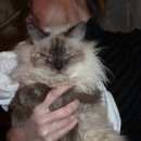 Подробнее об объявлении «Москва Найден кот невская маскарадная» Фото: найдена кошка  «Москва Найден кот невская маскарадная» в г. Москва